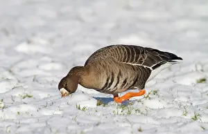 Nationaal: White-fronted Goose