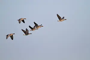 Albifrons: White-fronted Goose