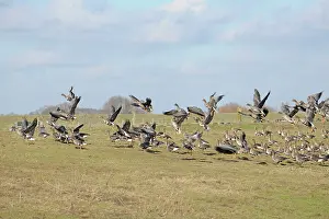 Albifrons: White-fronted Goose