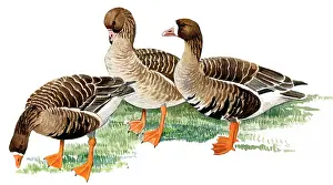 Albifrons: White-fronted Goose