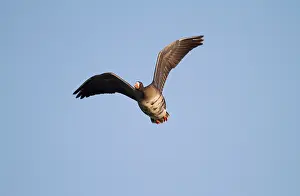 Albifrons: White-fronted Goose