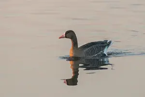 Albifrons: White-fronted Goose