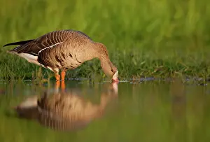 Albifrons: White-fronted Goose