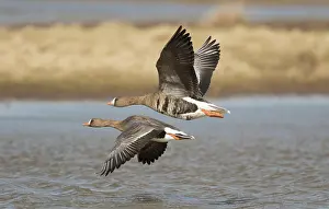 Cotswolds: White-fronted Goose, greater white-fronted geese