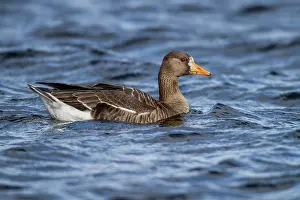 Fronted: White Fronted Goose - UK