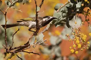Honeyeaters: White-fronted Honeyeater