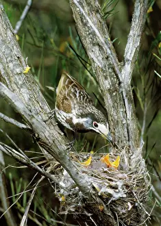 Graeme Chapman: White-fronted Honeyeater - with young at nest
