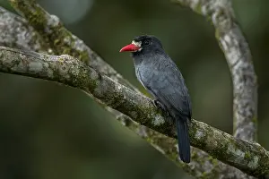 Putumayo: White-fronted Nunbird (Monasa morphoeus) Putumayo, Colombia