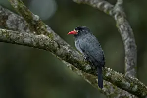 Putumayo: White-fronted Nunbird (Monasa morphoeus) Putumayo, Colombia