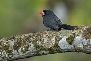 Putumayo: White-fronted Nunbird (Monasa morphoeus) Putumayo, Colombia