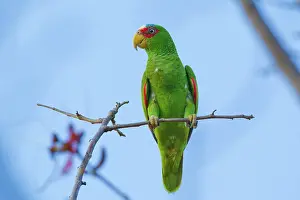 Amazona: White-fronted Parrot