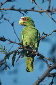 Albifrons: White-fronted Parrot