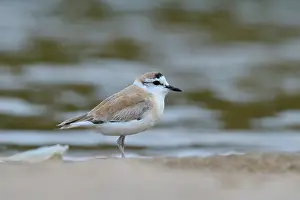 Marginatus: White-fronted Plover