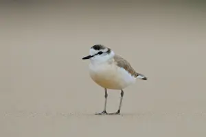 Charadrius: White-fronted Plover