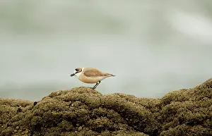 Marginatus: White Fronted Plover - foraging on a rock