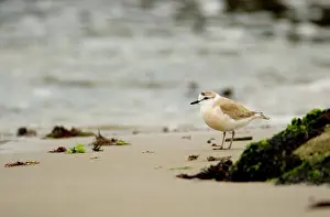 Marginatus: White Fronted Plover - foraging along the shore line