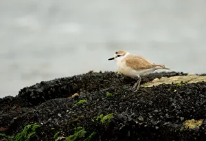 Marginatus: White Fronted Plover - standing on a rock covered