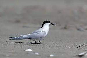 Estuaries: White-fronted Tern