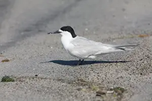 Striata: White-fronted Tern
