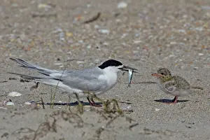 Bringing: White-fronted Tern - adult bringing fish prey for its chick