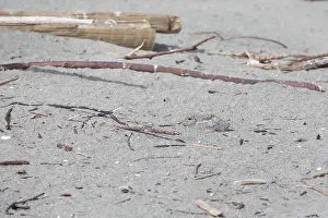 Striata: White-fronted Tern - A camouflaged chick - at the