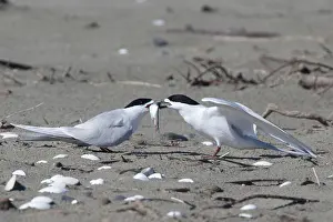 Estuaries: White-fronted Tern - courtship feeding