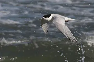 090720: White-fronted Tern - Flying along the coast - Boulder