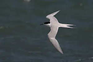Tern: White-fronted Tern - Flying along the coast - Boulder