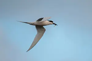 Harbour: White-fronted Tern flying with fish prey