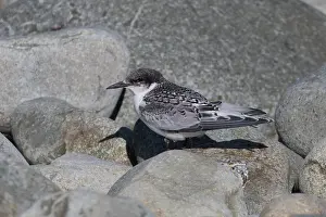 Tern: White-fronted Tern - A juvenile perched on coastal
