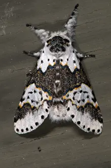 Furcula: White Furcula