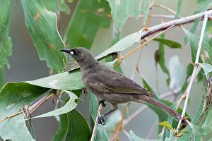 Unicolor: White-gaped Honeyeater