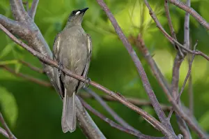 Unicolor: White-gaped Honeyeater