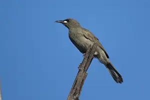 Unicolor: White-gaped Honeyeater
