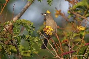 Unicolor: White-gaped Honeyeater - at a flower from which