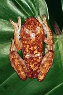 Boophis: White Giant Lipped TREEFROG