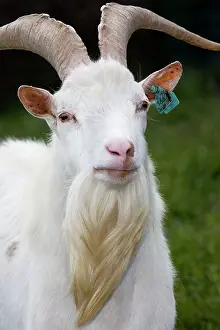 Beards: White Goat