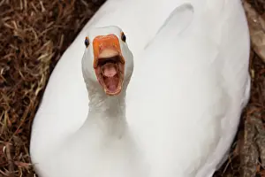 Defending: White Goose