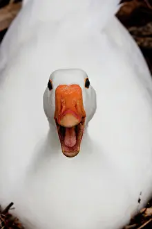 Defending: White Goose