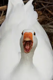 Defending: White Goose