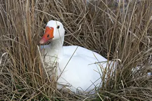 Brooding: White Goose