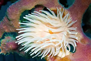 Wrapper: White gorgonian wrapper (Nemanthus annamensis)