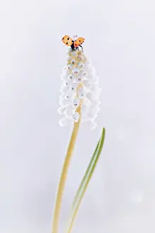 Pearls: White grape hyacinth