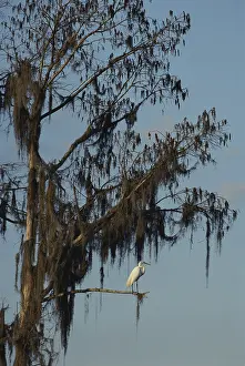 Tillandsia: White Great Blue Heron
