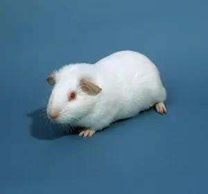 Experimental: White guinea pig