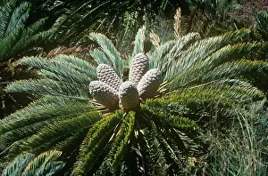 Cycads: White-haired Cycad