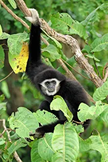 Hylobates: White-handed Gibbon