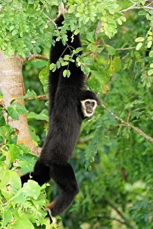 Swinging: White-handed Gibbon