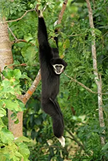 Swinging: White-handed Gibbon