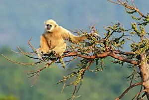 Hylobates: White-handed Gibbon